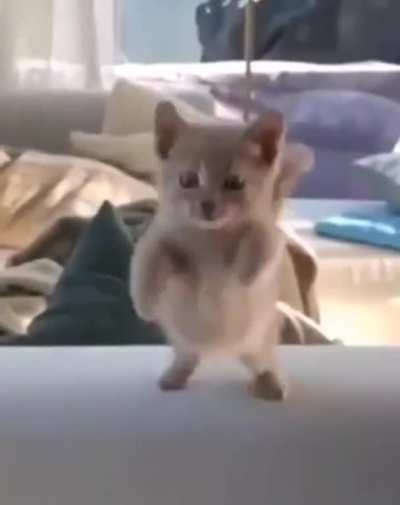 TADINHO