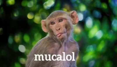 sucumba macacolol