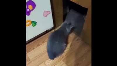 The cat snatcher has returned
