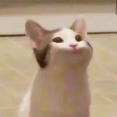 meow_irl