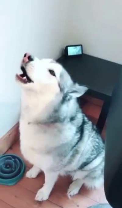 Poor retriever