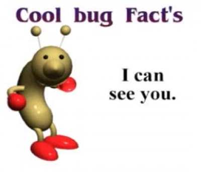 Holesome bug
