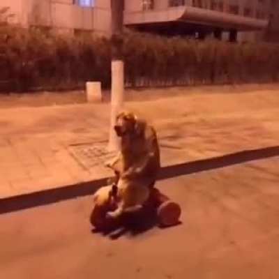 Barkcycle to haunt your dreams