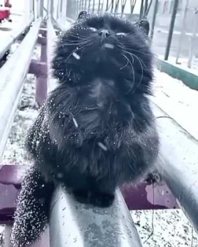 Let it snow!
