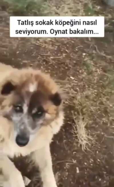WCGW petting a cute doggie