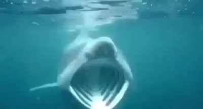 MAAU - Video #2918