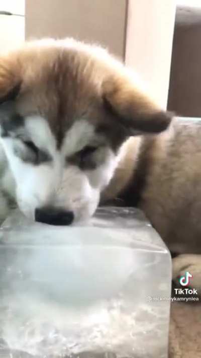 I can’t get over the snoot indent in the ice 🧊