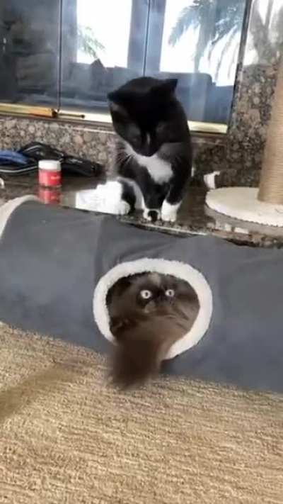 Just a cat being a jerk for no reason