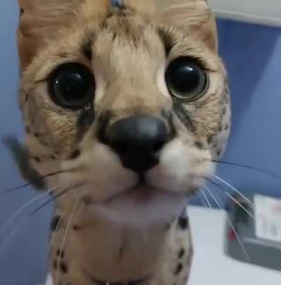 ‘Wah’nkus