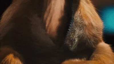 furry_irl