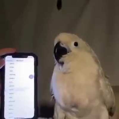 This bird has terrific dancing moves!