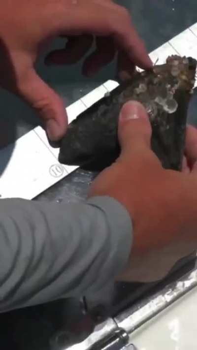 The tooth of a MEG.