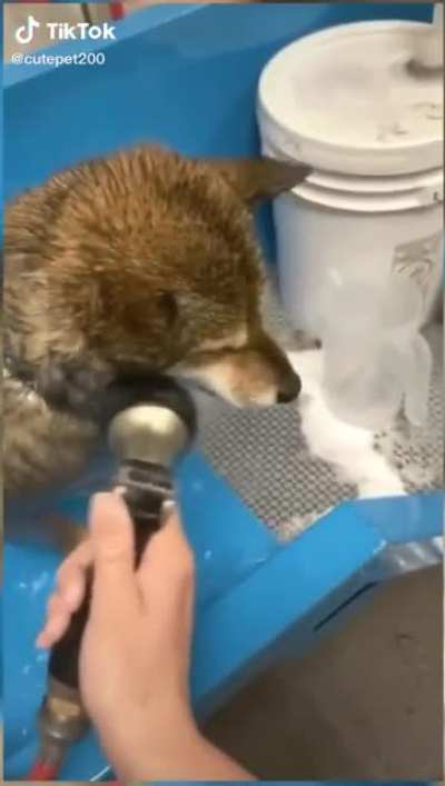 Dog grooming is fun!