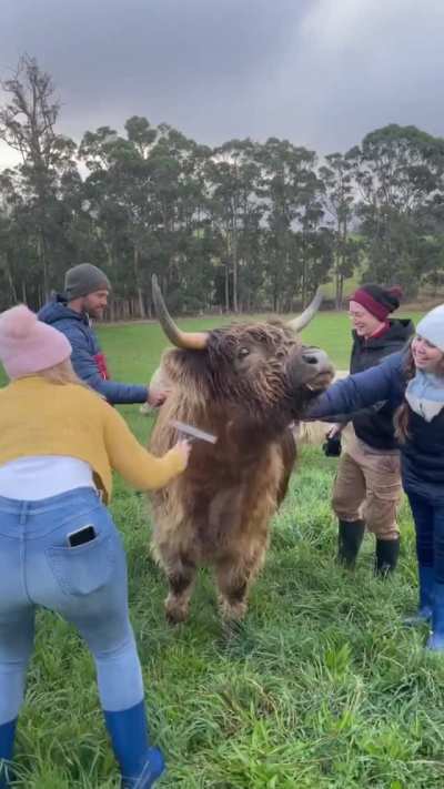 Fluffy cow and big butt can't go wrong