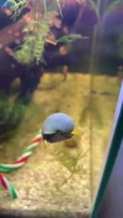 WEEEE BONK