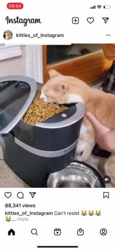 Found this on IF and laughed so hard there were tears. Who else has a hungry hungry hippo for a cat?