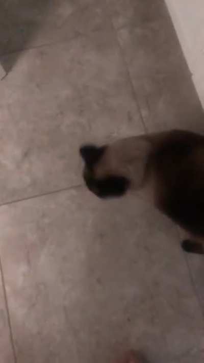 My cat Aries, who feels she must yell at me after every shower