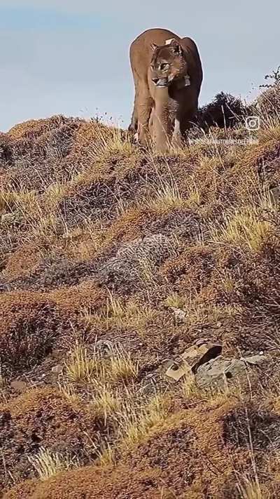 The king has fallen. Dark has been confirmed deceased by local authorities in TDP. This iconic tom became a symbol of Chile and Patagonia and his remains will be preserved at a museum. Fly high Dark, we’ll miss you.