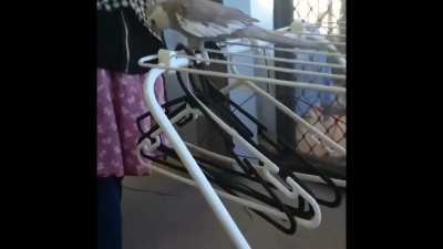 Heck-your-things_birb