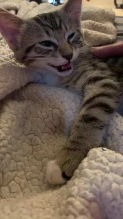 My little squeaky guy loves pets