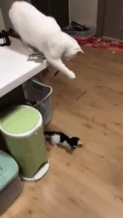 A Pet cat has a pet cat...