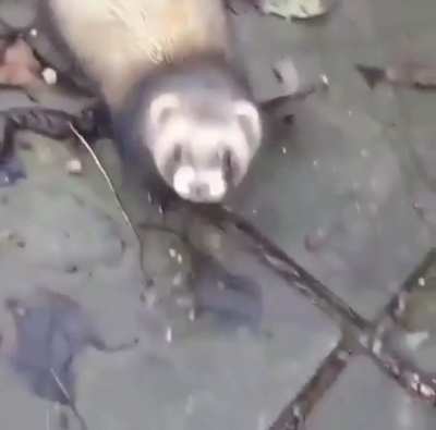 Ferrets are friends and enemies