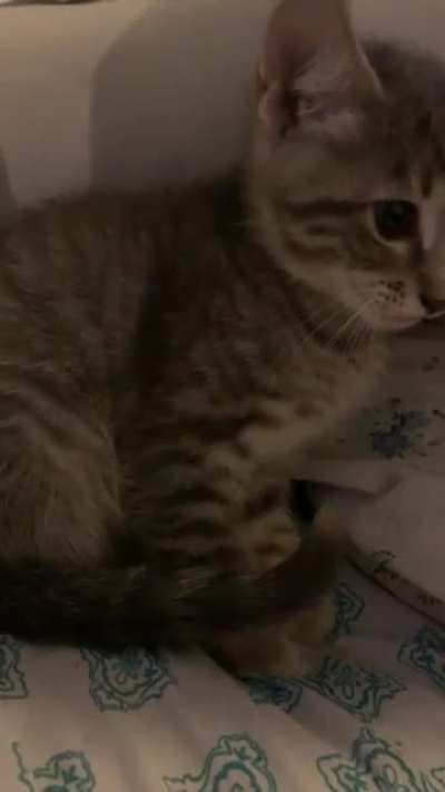 More of Belphie, my little screamer