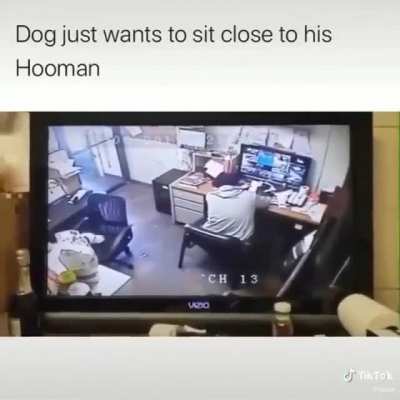 Dog is man's best friend...