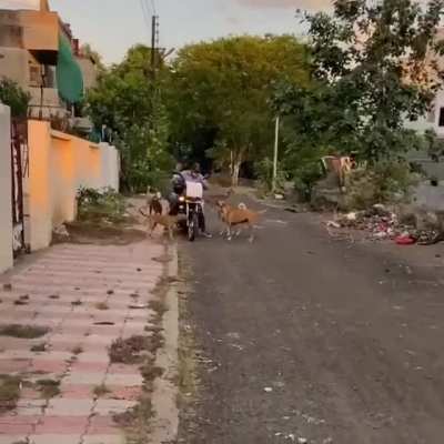 This Indian man has been feeding more than 150 stray dogs daily for the past 11 years.