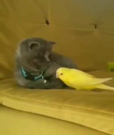 Ornithophobia: the fear of birds