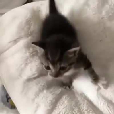 Smol Screams