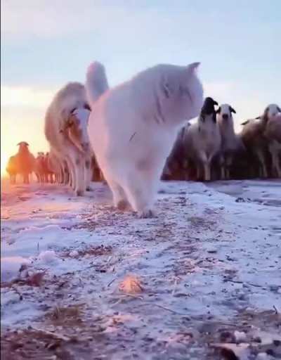 Сhief 😍