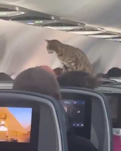 Stewardess