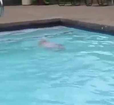 16-month-old baby swims across the pool on her own.