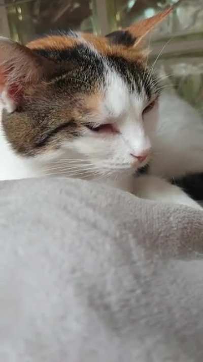 Little cat, little yells.