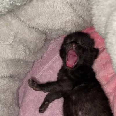 Big yawns from my little coconut 🥥 🐾
