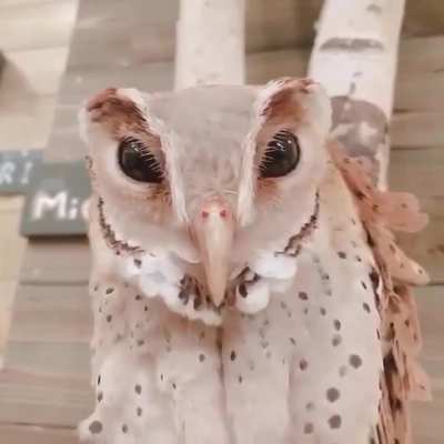 The rare beautiful Oriental Bay owl