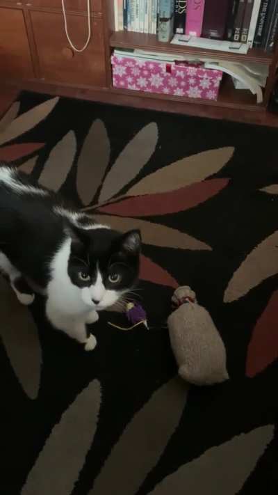 Gazwalt Thunderpants drops off his sock stuffie, again