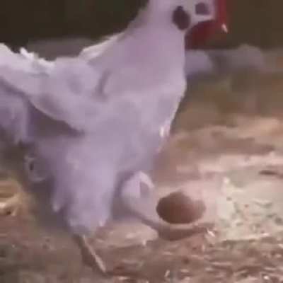 Chicken with the egg.