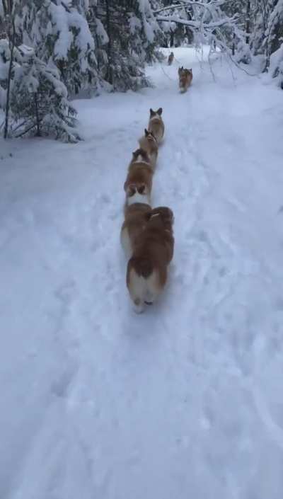 🔥 Corgi pups march in single file to conceal the strength of their number from the enemy
