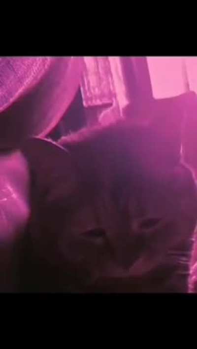 Kitty 