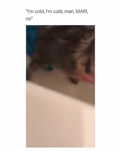 Meow_irl