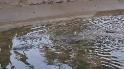 10 Otters at East Coast 27th May 2021