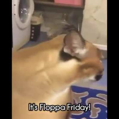 Es ist big floppa freitag!
