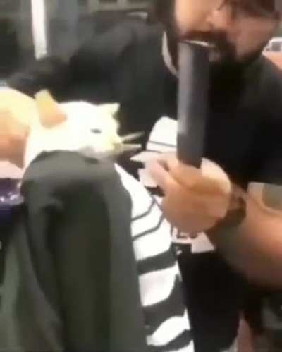 Gato corte