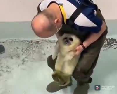 Cute baby seal is introduced to water for the first time
