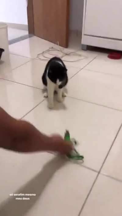 Scared Cat