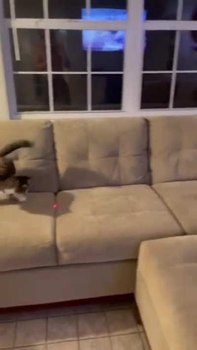 Adopted kitty with only 2 legs!