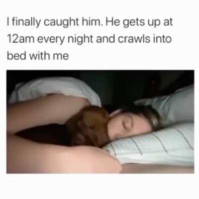 Good doggo