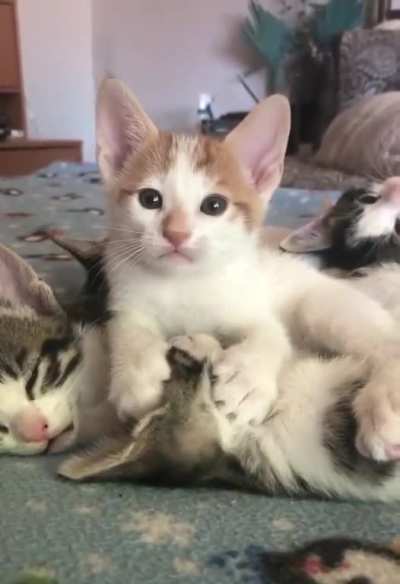 Smol Siblings